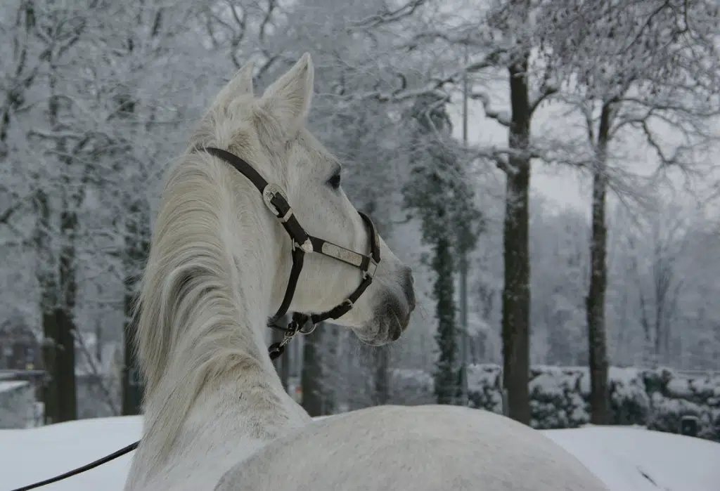 20ded0dee046da15398fd9dbd7cec6f3 wit paard in de sneeuw