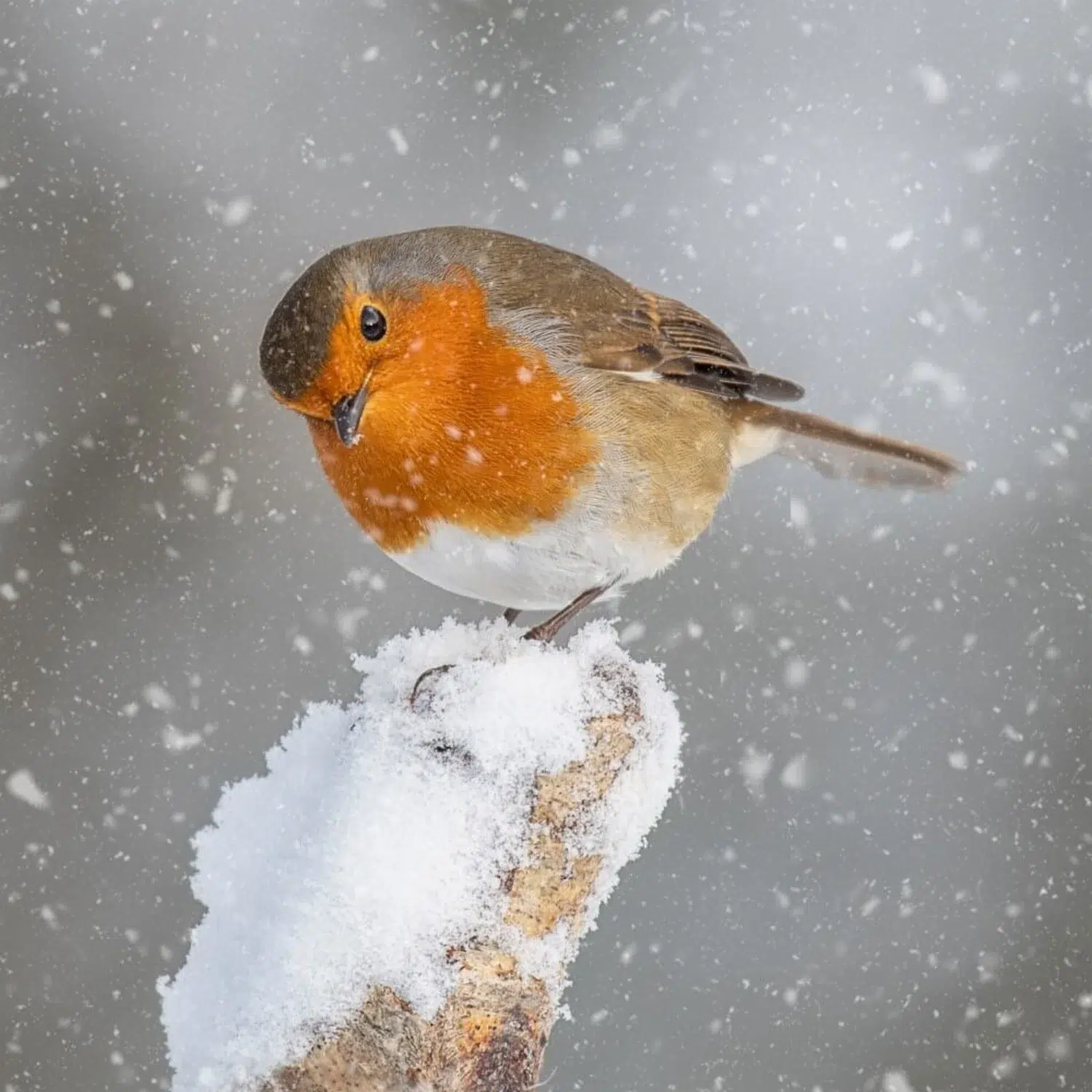 majestueus roodborstje in de sneeuw 80 x 80 cm