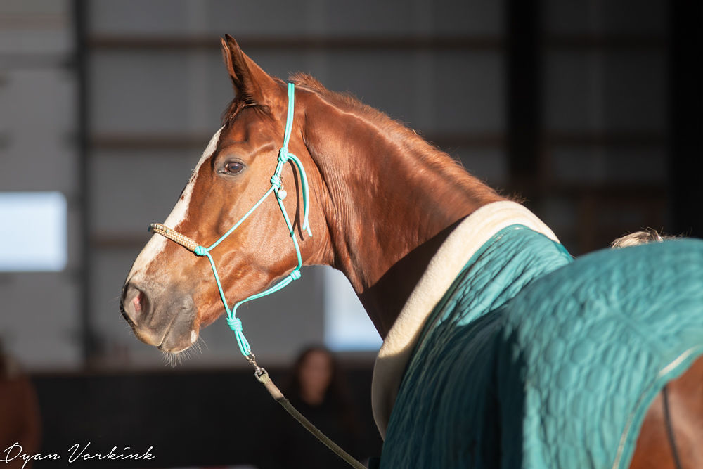dv kerstmarkt o2c 0207